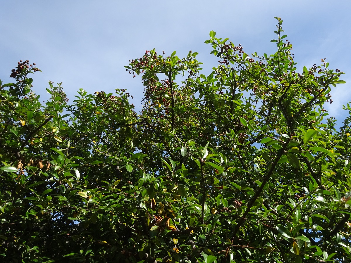 Pyracantha coccinea (Rosaceae)